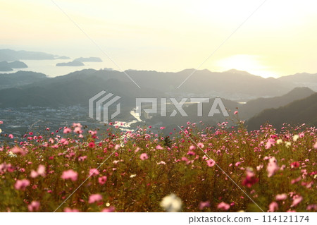 Washigamine Cosmos Park Washigamine Cosmos Park 114121174