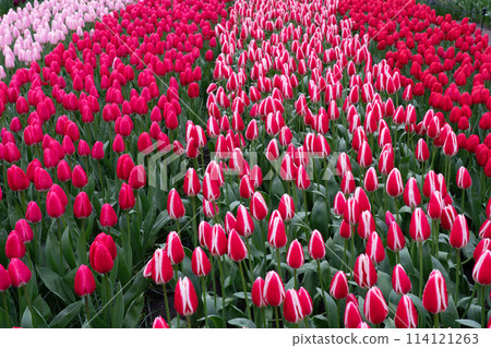 Spring flowers in full bloom at Keukenhof Gardens in the Netherlands 114121263