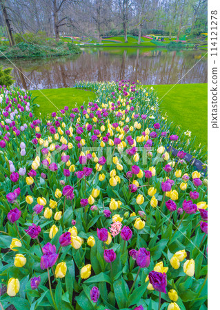 荷蘭庫肯霍夫花園，春天花朵盛開 114121278