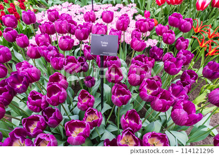 Spring flowers in full bloom at Keukenhof Gardens in the Netherlands 114121296