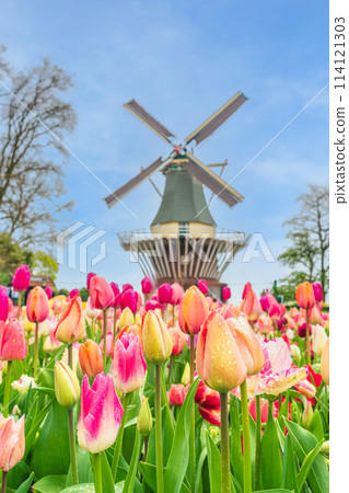 Spring flowers in full bloom at Keukenhof Gardens in the Netherlands 114121303