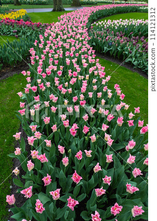 荷蘭庫肯霍夫花園，春天花朵盛開 114121312