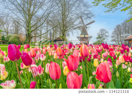 荷蘭庫肯霍夫花園，春天花朵盛開 114121318