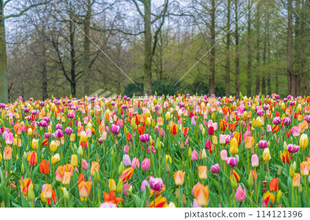 荷蘭庫肯霍夫花園，春天花朵盛開 114121396