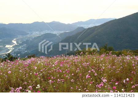 Washigamine Cosmos Park 114121423