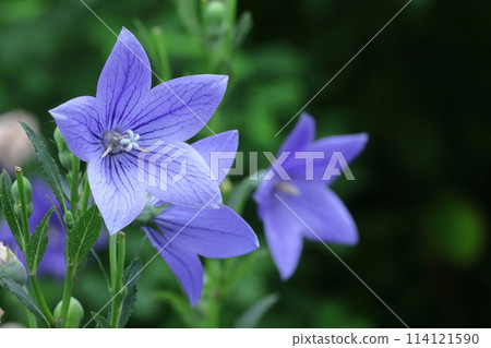 One of the seven autumn herbs One of the seven autumn herbs 114121590