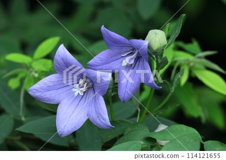 One of the seven autumn herbs One of the seven autumn herbs 114121655