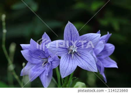 One of the seven autumn herbs One of the seven autumn herbs 114121660