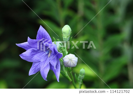 One of the seven autumn herbs One of the seven autumn herbs 114121702