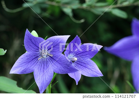 One of the seven autumn herbs One of the seven autumn herbs 114121707