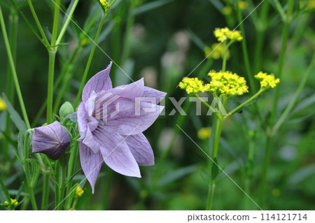 One of the seven autumn herbs One of the seven autumn herbs 114121714