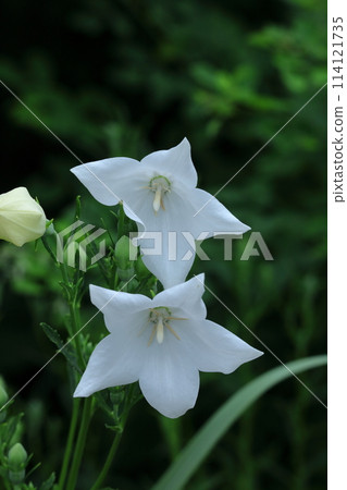 一花七秋草 114121735