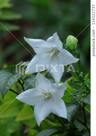 One of the seven autumn herbs 114121737