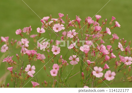 粉紅色滿天星花 粉紅色滿天星花 114122177