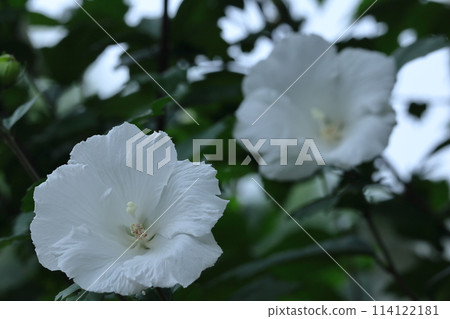 裝飾你的夏日茶室 114122181