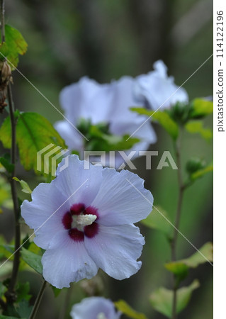 裝飾你的夏日茶室 裝飾你的夏日茶室 114122196