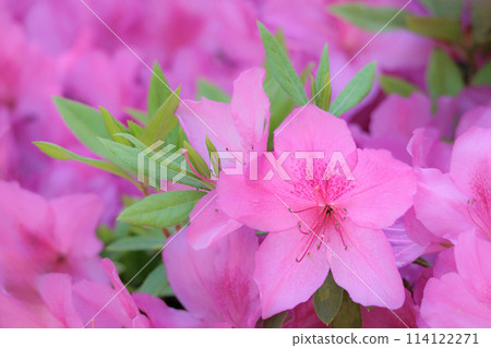 Azalea flowers in full bloom under the spring sunshine Azalea flowers in full bloom under the spring sunshine 114122271