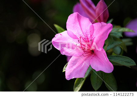 Azalea flowers in full bloom under the spring sunshine Azalea flowers in full bloom under the spring sunshine 114122273