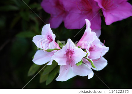 Azalea flowers in full bloom under the spring sunshine Azalea flowers in full bloom under the spring sunshine 114122275