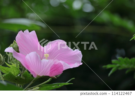 Decorating the summer tea room 114122467