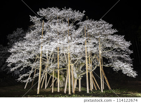 Usuzumi cherry blossoms in Gifu Prefecture 114122674
