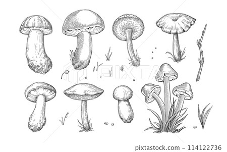 Sketch mushrooms. Hand drawn various edible mushroom morel, truffle, champignon, black and king trumpet, bolete mushroom vintage set. Organic vegetarian product for menu packaging illustration. Sketch mushrooms. Hand drawn various edible mushroom morel, truffle, champignon, black and king trumpet, bolete mushroom vintage set. Organic vegetarian product for menu packaging illustration. 114122736