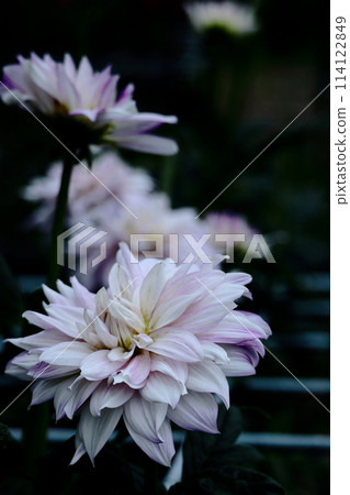 Colorful large flower Colorful large flower 114122849