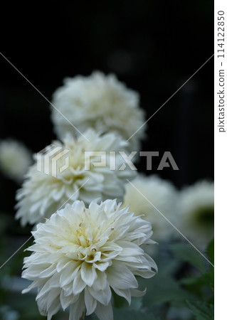 Colorful large flower 114122850