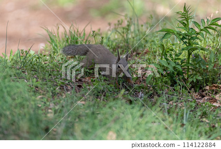 Cute Japanese squirrel 114122884