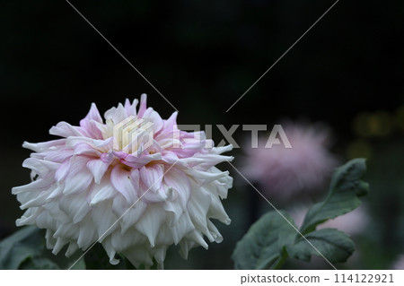 Colorful large flower 114122921