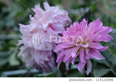 Colorful large flower Colorful large flower 114123006