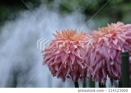 Colorful large flower 114123008