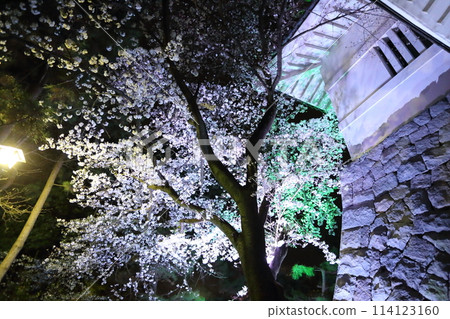 忍城三樓的角樓和櫻花的燈光美極了。 114123160