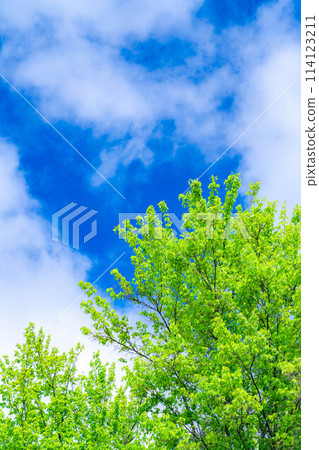 [初夏素材]清新的綠色和藍天[長野縣] 114123211