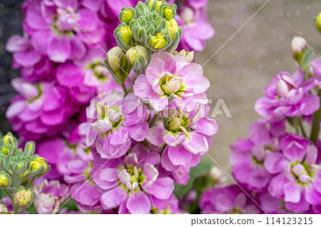 Lilac Delphinium Flowers Closeup, Purple English Larkspur Flowers, Blooming Pink Candle Delphinium Lilac Delphinium Flowers Closeup, Purple English Larkspur Flowers, Blooming Pink Candle Delphinium 114123215