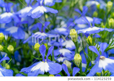 Blue Spring Lobelia Flowers Pattern, Lobelia Sapphire or Edging Lobelia Blue Spring Lobelia Flowers Pattern, Lobelia Sapphire or Edging Lobelia 114123259