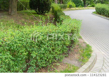 Green Hedge Texture Background, Leaves Wallpaper, Foliage Pattern, Green Plant Wall Mockup Green Hedge Texture Background, Leaves Wallpaper, Foliage Pattern, Green Plant Wall Mockup 114123281