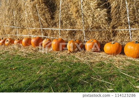 Pumpkins Halloween Decoration, Squash Farm, Orange Thanksgiving Vegetables Pile on Grass, Autumn Loan Pumpkins Halloween Decoration, Squash Farm, Orange Thanksgiving Vegetables Pile on Grass, Autumn Loan 114123286