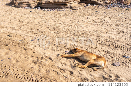 Stray Dogs on Legzira Beach, Morocco Coast, Marocco Stray Animals Stray Dogs on Legzira Beach, Morocco Coast, Marocco Stray Animals 114123303