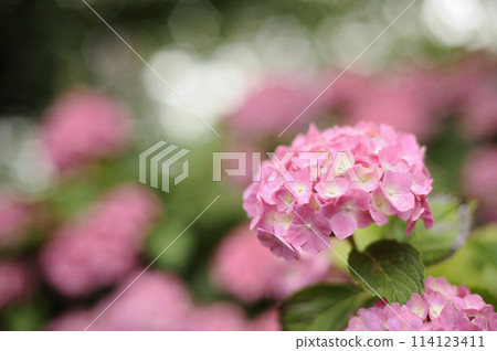 我在附近看到的繡球花 我在附近看到的繡球花 114123411