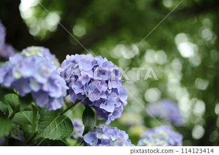 Hydrangeas I saw in my neighborhood Hydrangeas I saw in my neighborhood 114123414