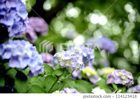 我在附近看到的繡球花 114123418