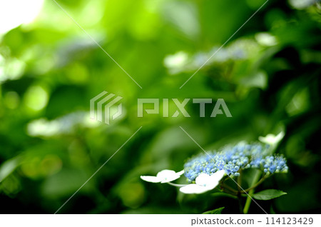 Hydrangeas I saw in my neighborhood Hydrangeas I saw in my neighborhood 114123429