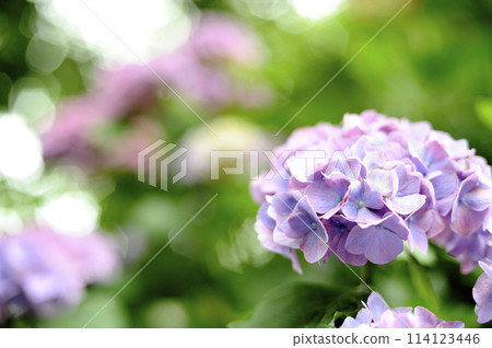 Hydrangeas I saw in my neighborhood 114123446
