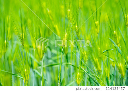 [Fresh green material] Green wheat filling the screen [Nagano Prefecture] 114123457
