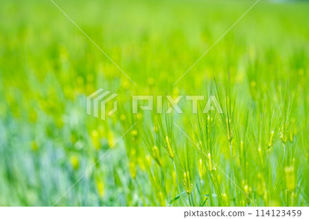 [Fresh green material] Green wheat filling the screen [Nagano Prefecture] 114123459