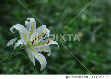 King of lilies 114123503