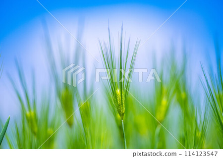 [Fresh green material] Green wheat field and blue sky [Nagano Prefecture] 114123547
