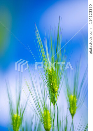[Fresh green material] Green wheat field and blue sky [Nagano Prefecture] 114123550