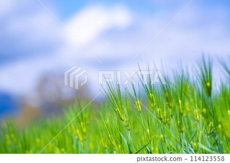 [Fresh green material] Green wheat field and blue sky [Nagano Prefecture] 114123558